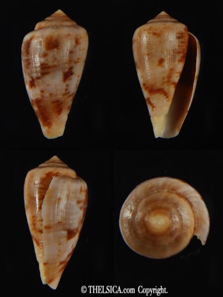 Floraconus tinianus 30.69 mm F++/F+++-0
