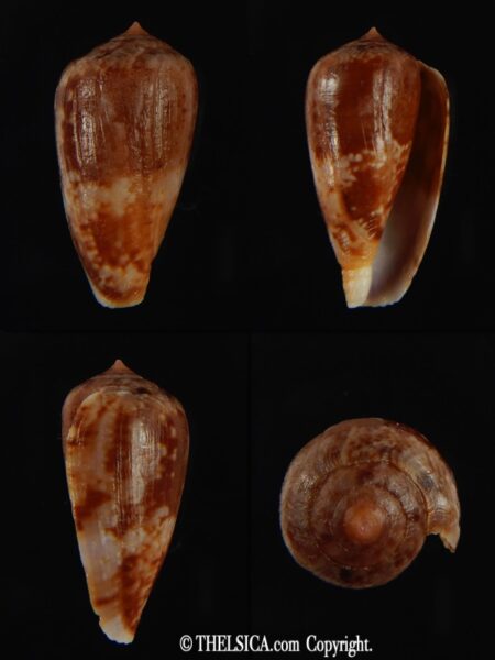 Floraconus tinianus 31.17 mm F++/F+++-0