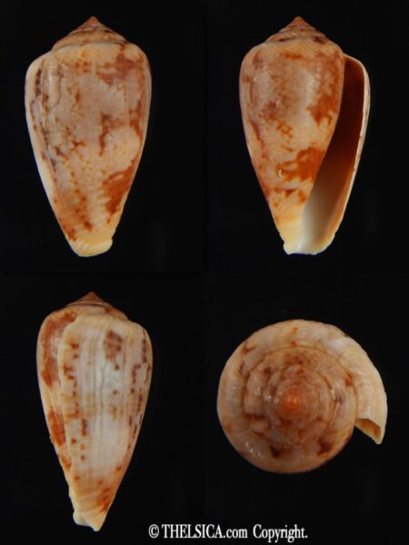 Floraconus tinianus 31.93 mm F+++-0