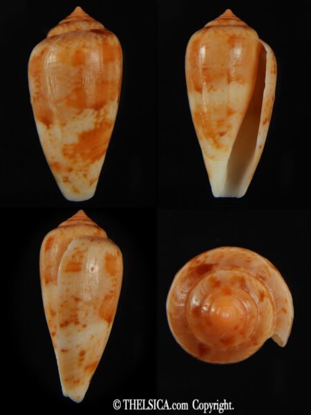 Floraconus tinianus 34.66 mm F+++-0