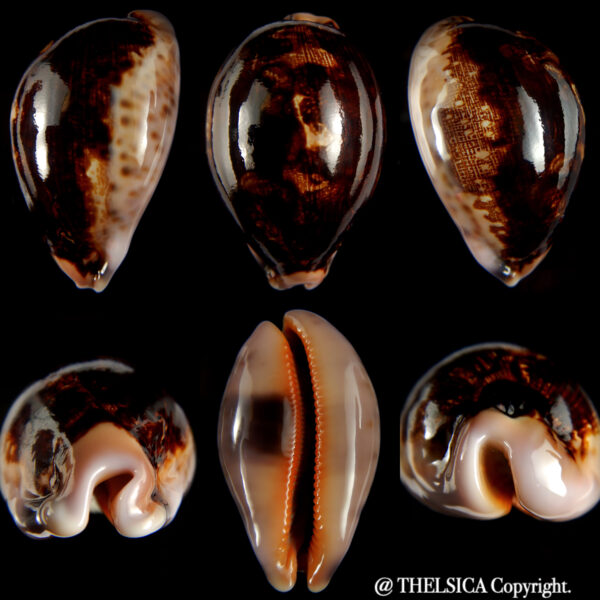 Leporicypraea mappa montrouzieri N&R 70.40 mm Gem (-) -0
