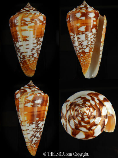 Leptoconus amadis castaneofasciatus.... Big size... 100.05 mm Gem -0