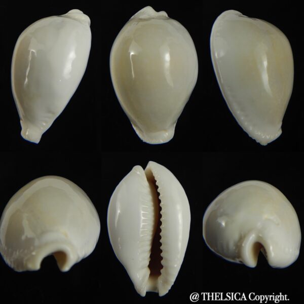Naria eburnea intermedia 37.57 mm Gem-0