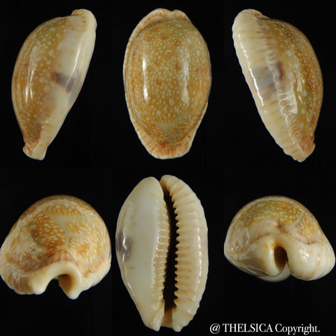 Naria erosa chlorizans..Big size... 48 mm Gem -0