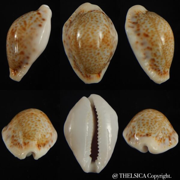 Naria spurca sanctaehelenae 24.76 mm Gem-0