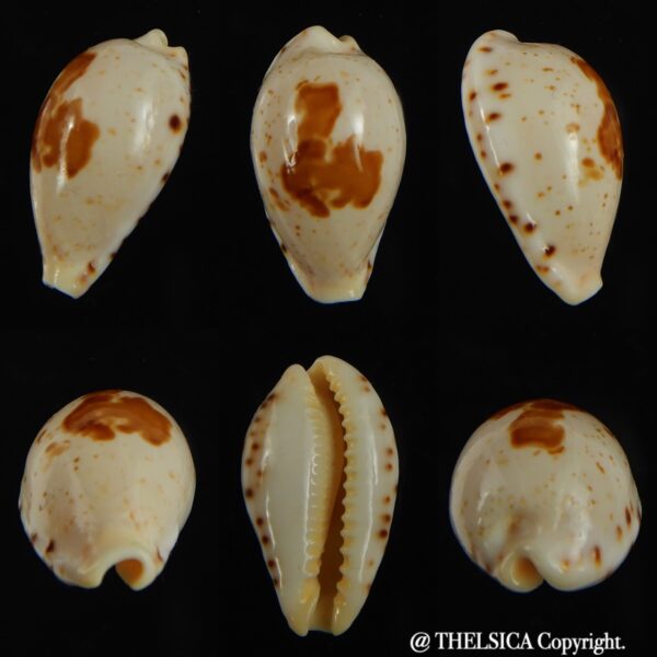 Palmadusta saulae crakei 22.40 mm Gem-0