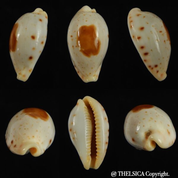 Palmadusta saulae nugata 21.41 mm Gem-0