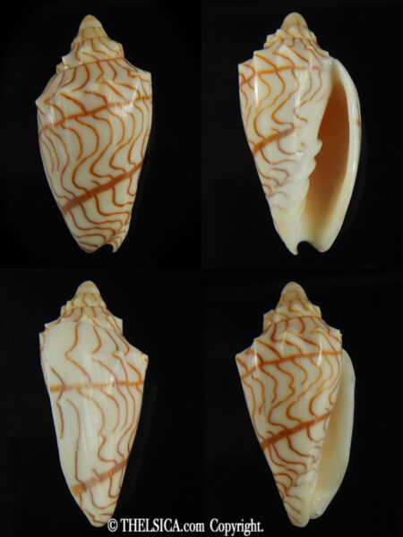 Paramoria guntheri ... BIG SIZE ... 51.13 mm Gem -0