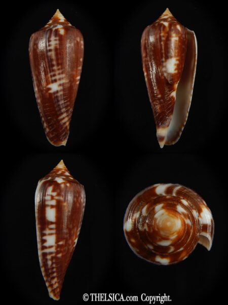 Phasmoconus lienardi ... Black ... 41.70 mm F+++ -0