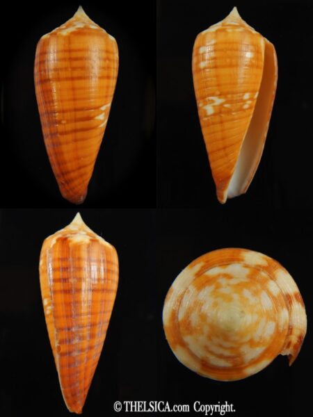 Phasmoconus lynceus .. SP pattern .. 65.42 mm F+++ -0