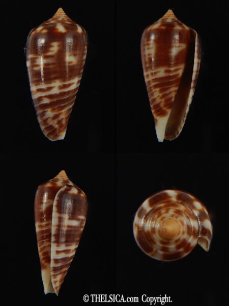 Phasmoconus zebra 25.70 mm Gem-0