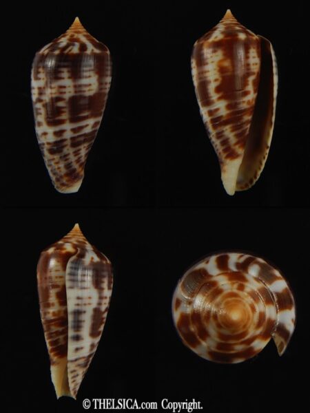 Phasmoconus zebra 25.58 mm Gem-0