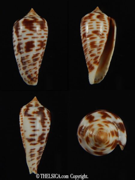 Phasmoconus zebra 26.08 mm Gem-0
