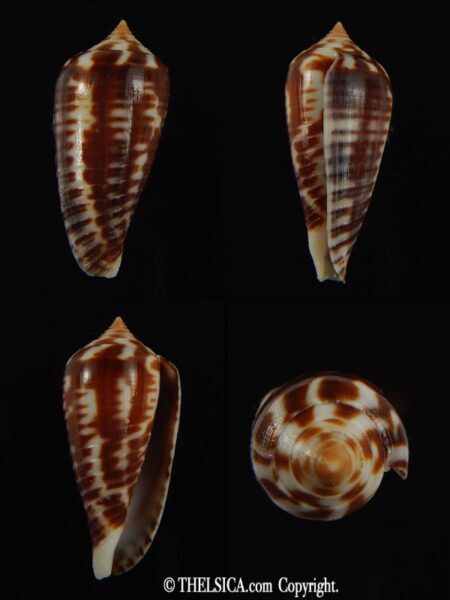 Phasmoconus zebra 27.36 mm Gem-0