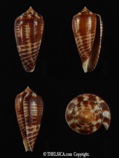 Phasmoconus zebra 27.72 mm Gem-0