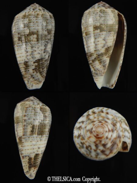 Pionoconus barbara 50.45 mm Gem-0