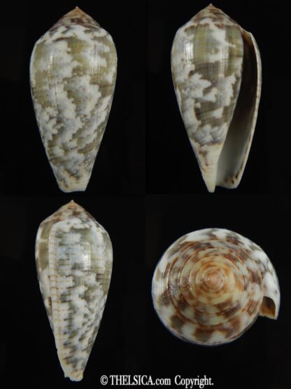 Pionoconus barbara 51.97 mm Gem-0