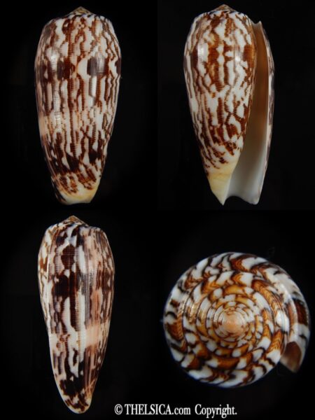 Pionoconus striatus oahuensis 91.66 mm Gem -0