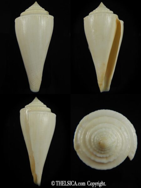 Profundiconus teramachii 78.37 mm F++/F+++-0