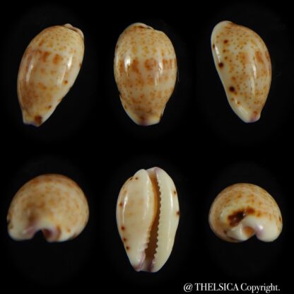 Purpuradusta hammondae dampierensis 14,12 mm Gem-0