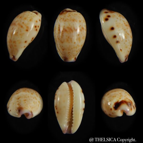 Purpuradusta hammondae dampierensis 14.18 mm Gem-0