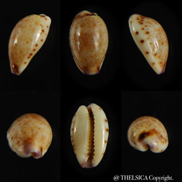 Purpuradusta hammondae dampierensis 14.19 mm Gem-0