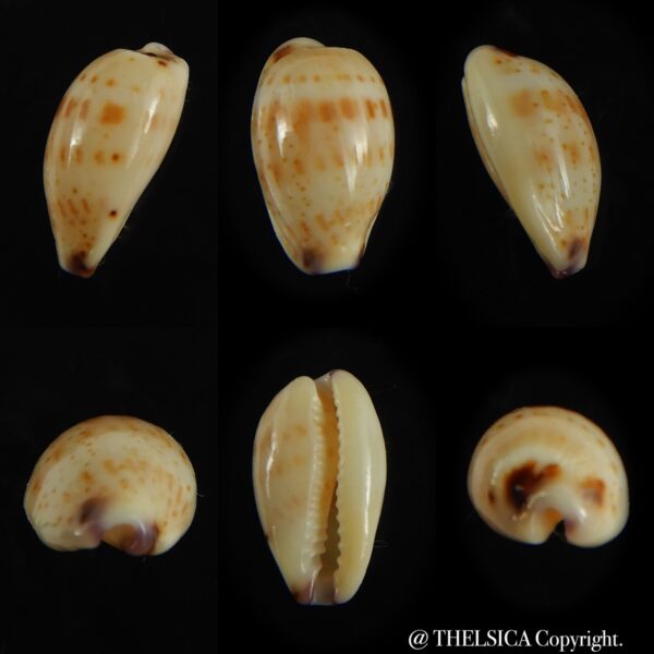 Purpuradusta hammondae dampierensis 14.30 mm Gem-0
