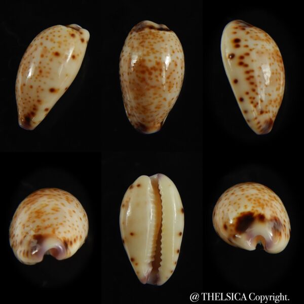 Purpuradusta hammondae dampierensis 14.62 mm Gem-0