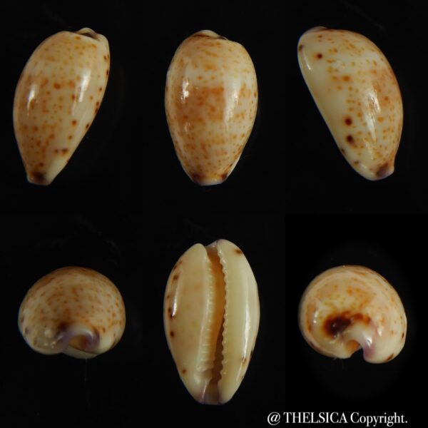 Purpuradusta hammondae dampierensis 15.03 mm Gem-0