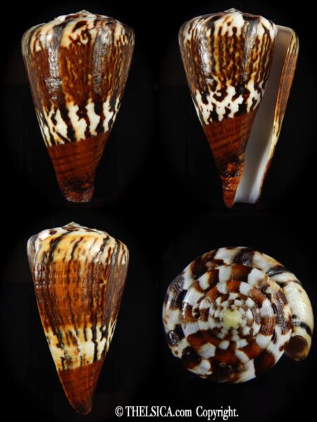 Rhisoconus capitaneus .. Dark ... 78.42 mm Gem -0