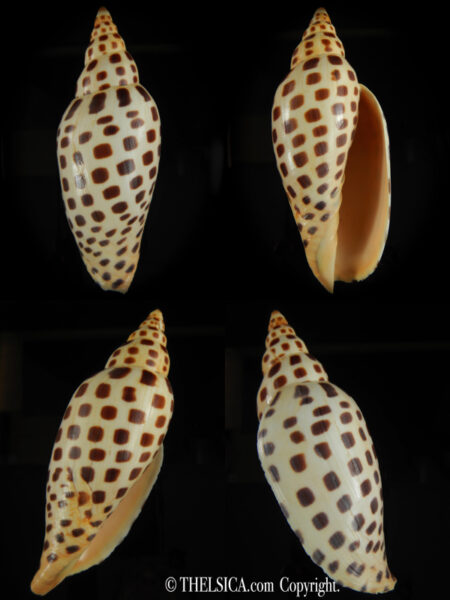 Scaphella junonia junonia 121.2 mm F+++:Gem -0