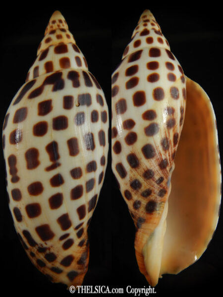 Scaphella junonia junonia 105.69 mm F+++:Gem -0