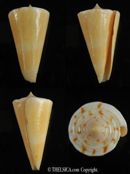 Splinoconus nielsenae ... Giant... 49.25 mm F+++:Gem -0