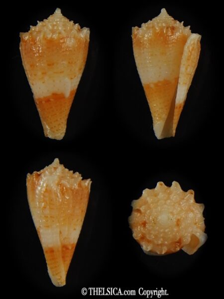 Stephanoconus chiangi 16.61 mm F+++-0
