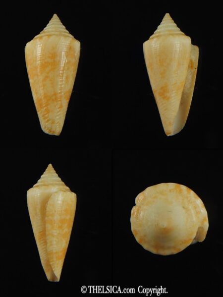 Stephanoconus harlandi 21.60 mm F+++-0