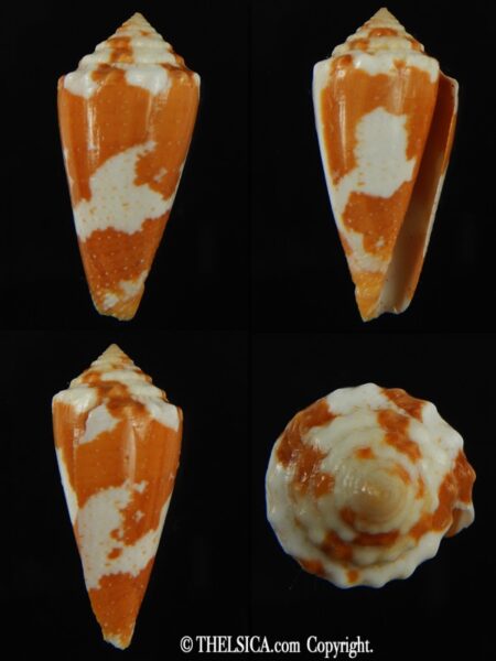 Tenorioconus aurantius 37.72 mm F+++ -0
