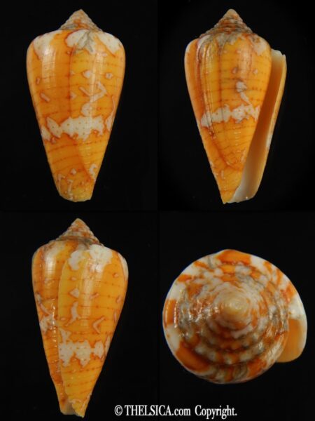 Tenorioconus cedonulli 40.25 mm F++-0