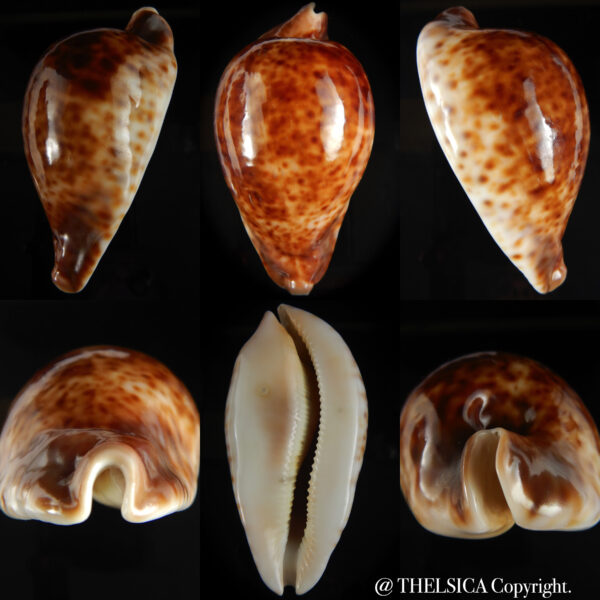 Umbilia hesitata hesitata ...Chocolat colour.... 101.87 mm F+++ /Gem-0