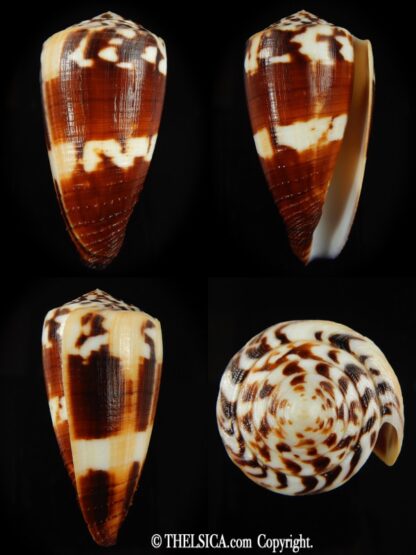 Vituliconus striatellus 69.69 mm Gem -0