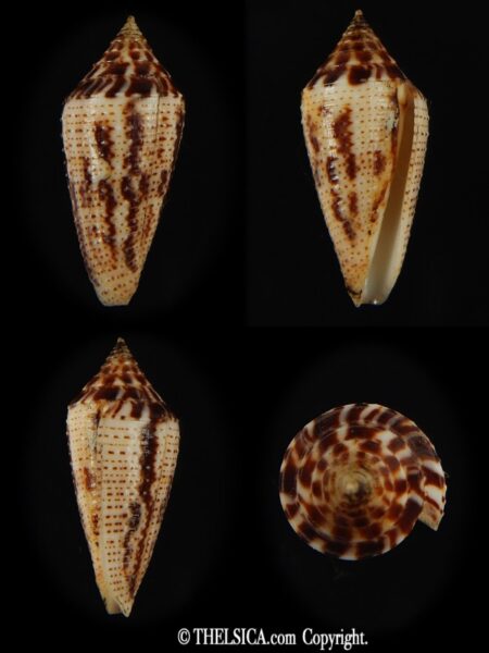 Ximeniconus conasprella mahogani 26.79 mm Gem-0