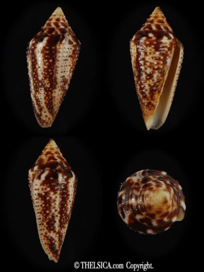 Ximeniconus conasprella mahogani 27.08 mm Gem-0