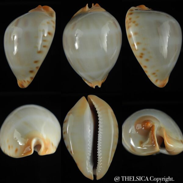 Zoila friendii vercoi candida 66.01 mm Gem-0