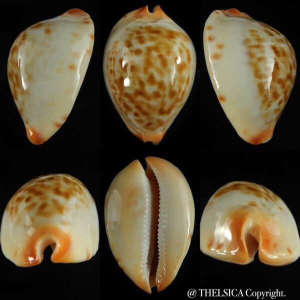 Zoila jeaniana aurata ... DWARF ... 60.35 mm Gem-0