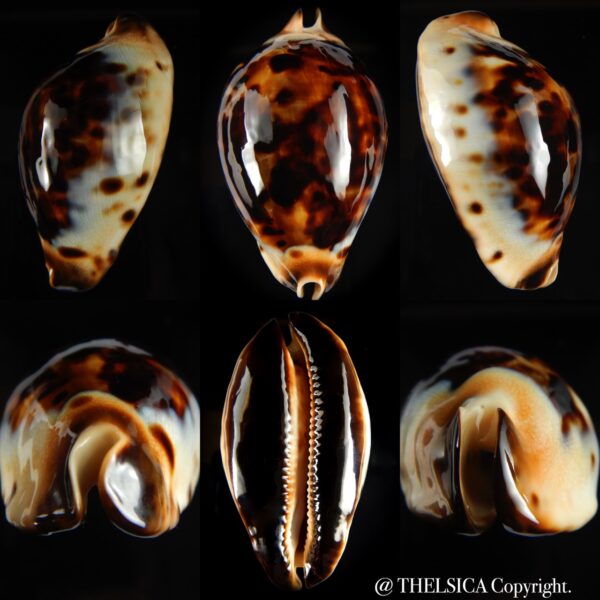 Zoila jeaniana praeclara 75.44 mm Gem-0