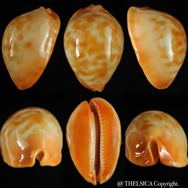 Zoila jeaniana walkeri 58.80 mm Gem-0