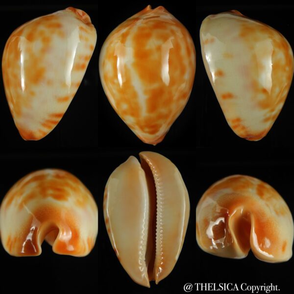 Zoila jeaniana walkeri 69.82 mm Gem-0