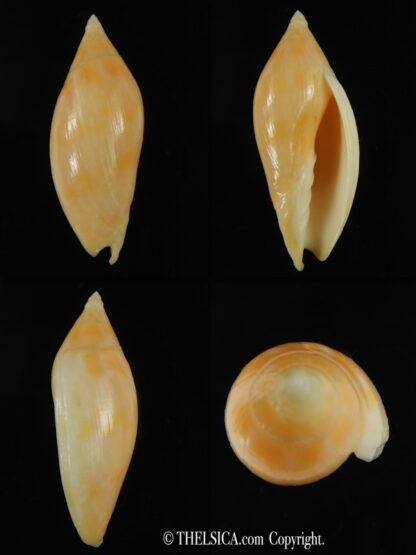 Amoria guttata ... GOLD ... 48.91 mm Gem -0