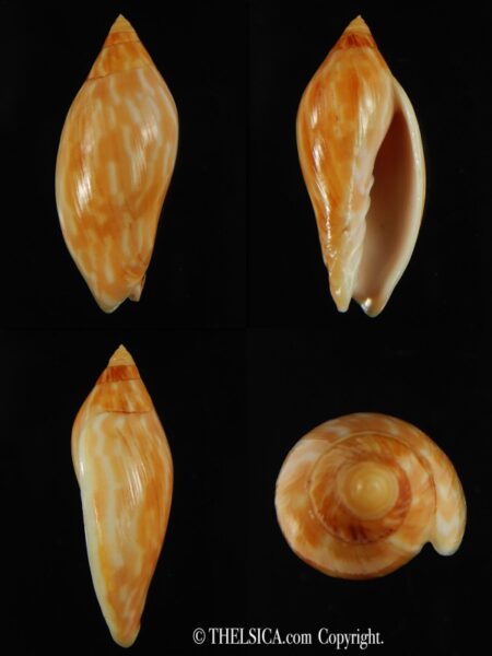 Amoria guttata 43.25 mm Gem-0