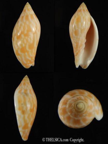 Amoria guttata 44.38 mm Gem-0