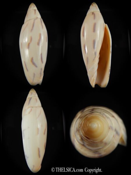 Amoria maculata 87.91 mm Gem-0